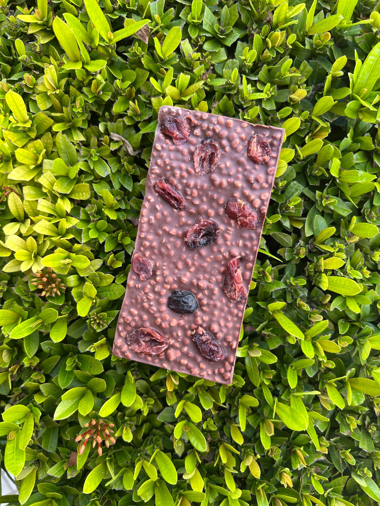 Chocolate de leche vegano, cacao al 55% con quinoa pop, arándanos y rosas