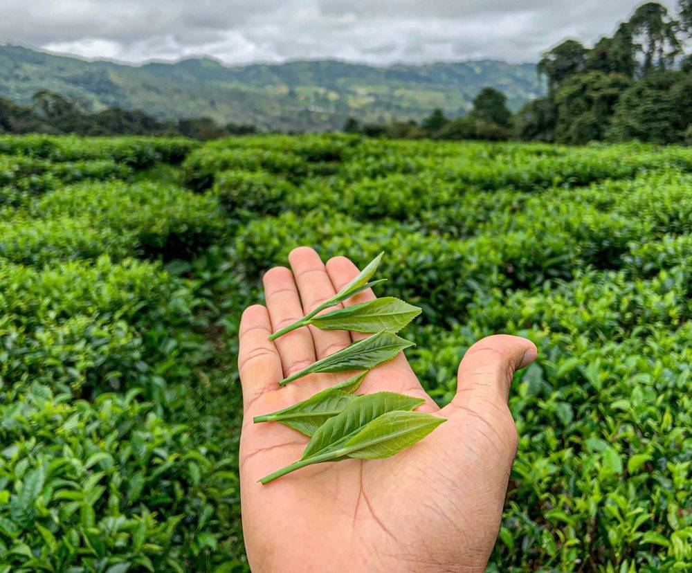 Té blanco orgánico