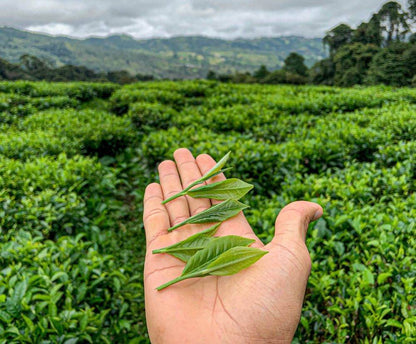 Té blanco orgánico